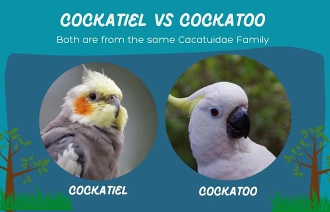 cockatiel vs cockatoo - cost and care