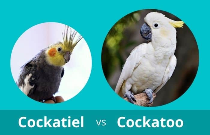 Cockatiel vs Cockatoo - The Difference in Appearance, Personality, and Cost