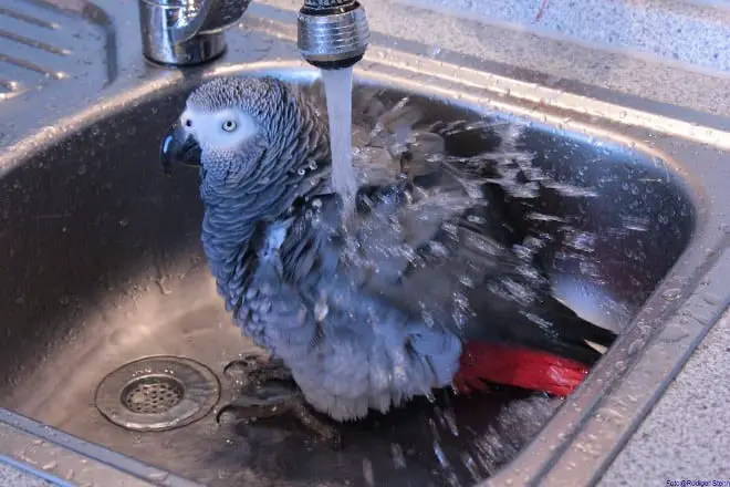 do cockatiels like to be sprayed with water