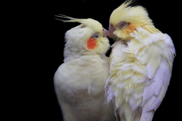 do male cockatiels have brighter orange cheeks than female cockatiels