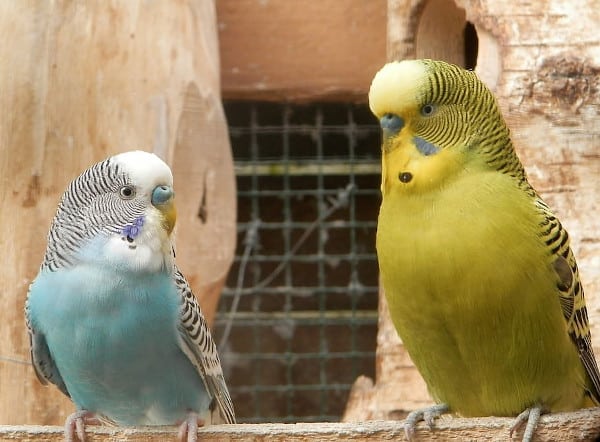 english budgies vs american budgies size and weight