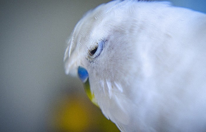 how do i know my budgie is dying