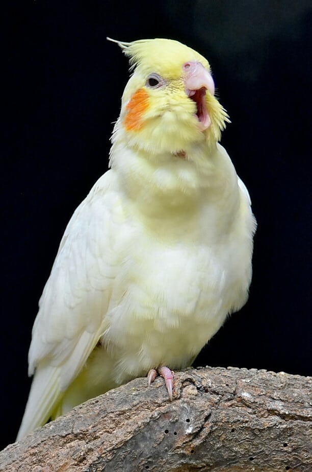 how do I know if my cockatiel is choking or coughing
