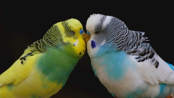 how do you know if your parakeets are ready to mate