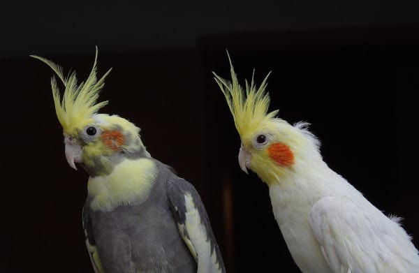 how do you stop a cockatiel from being hormonal