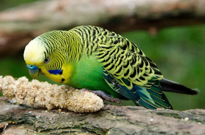 is asparagus safe for budgies