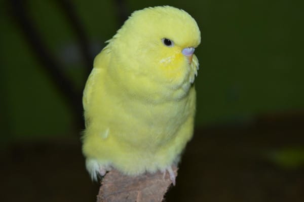 is broccoli safe for budgies