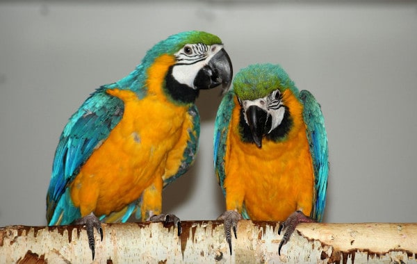 is corn safe for parrots