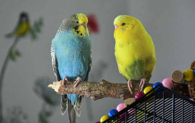 is fennel safe for budgies