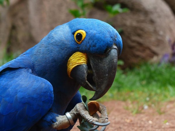 is ginger safe for parrots