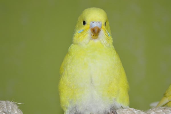 is honey safe for budgies
