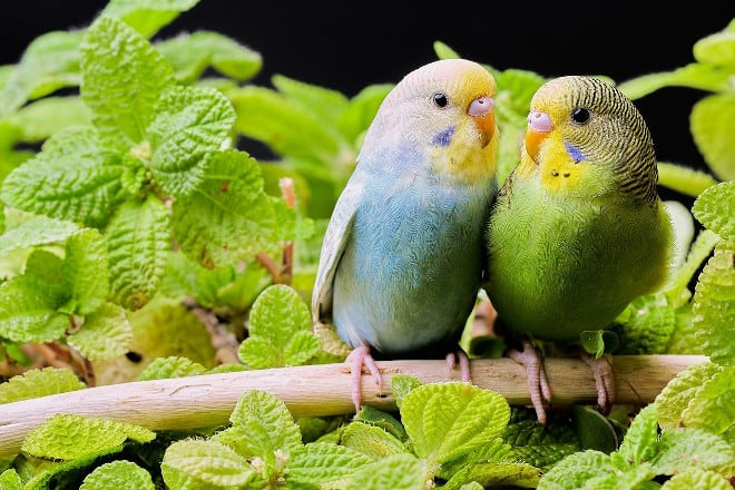 is kale safe for budgies