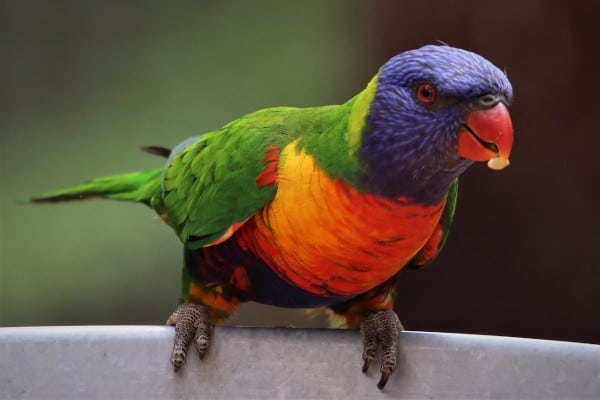 is longan safe for parrots