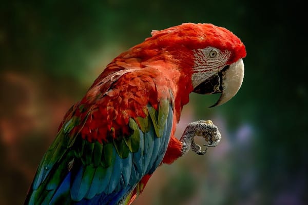 is pomegranate safe for parrots