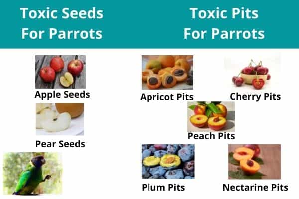 list of toxic fruit seeds and pits for parrot