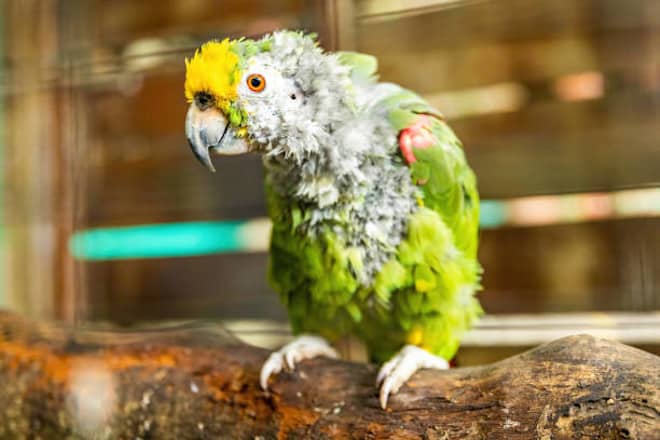 parrots cannot eat nutmeg