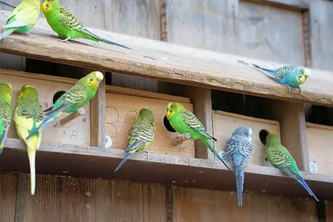 what are budgies breeding signs