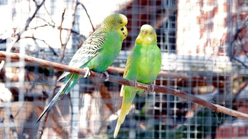 what is the process of breeding parakeets like