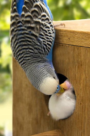 what to put in your budgie's nest box