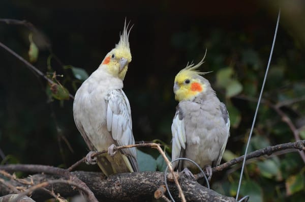 why are my cockatiels always mating