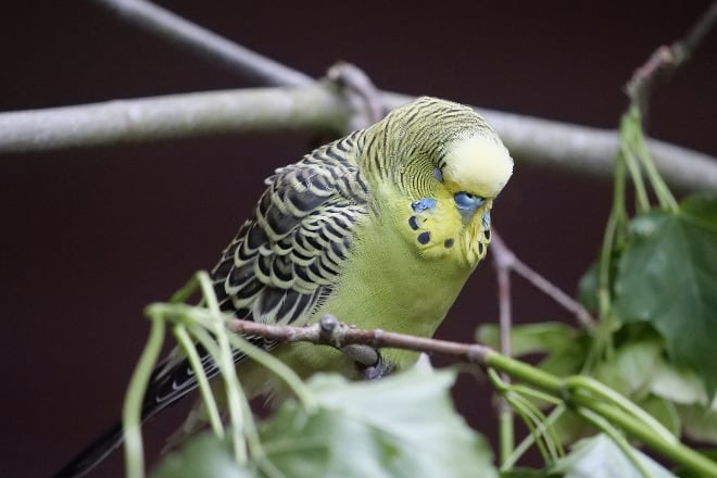 why do budgies sleep during the day