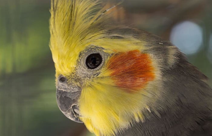 why do cockatiels have orange cheeks