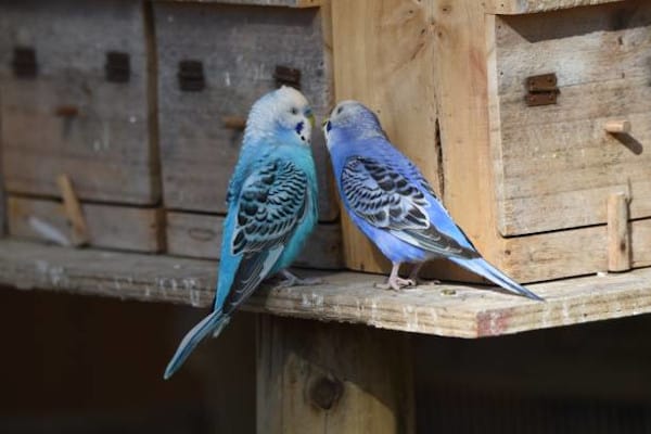 why do you better invest in a nest box for your budgies