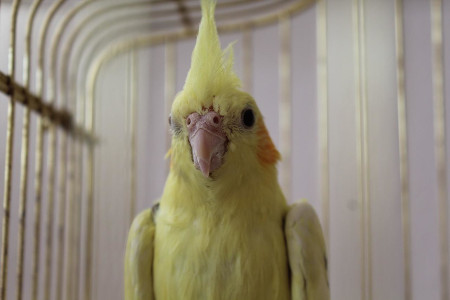 are cockatiels easy to tame