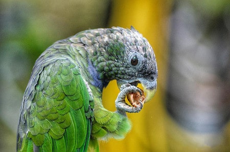 are hazelnuts safe for parrots