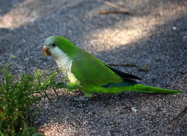 are hemp seeds safe for parrots