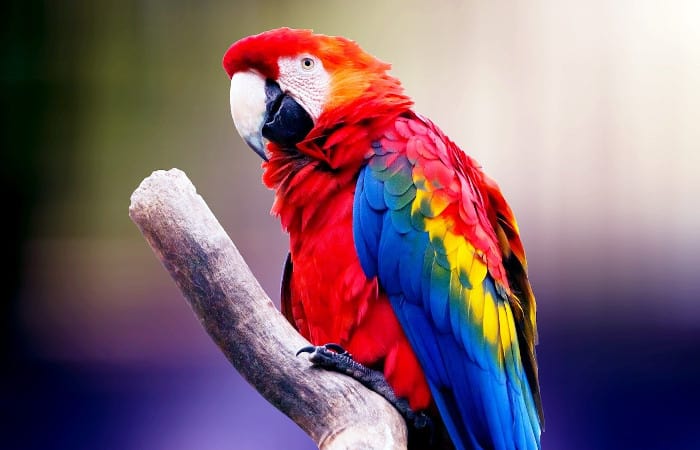 are parrots cold blooded or warm blooded