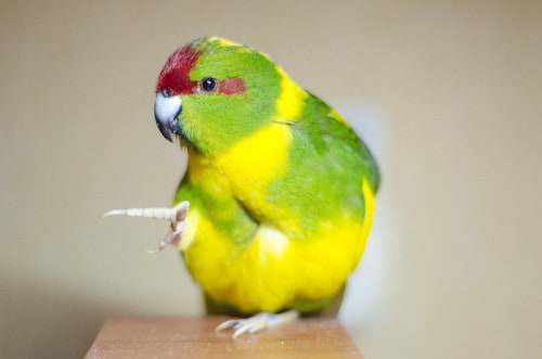 are raspberries safe for parrots