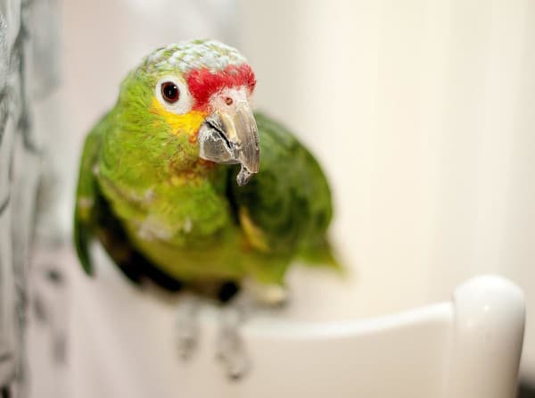 are sugar snap peas safe for parrots