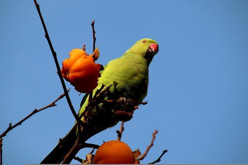 are tangerines safe for parrots