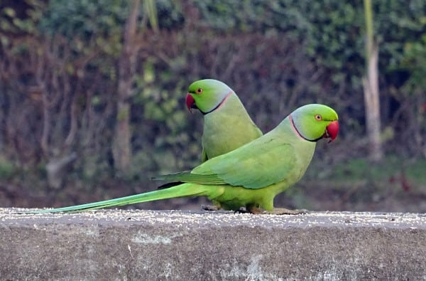 can avocados kill parrots