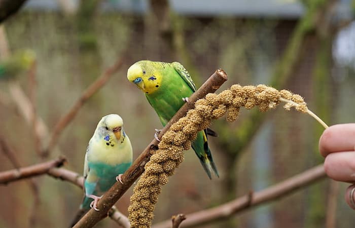 can parrots eat spray millet