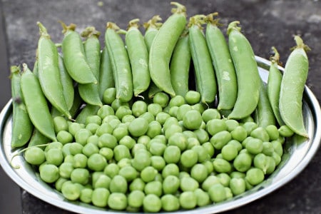 can-parrots-eat-too-many-sugar-snap-peas