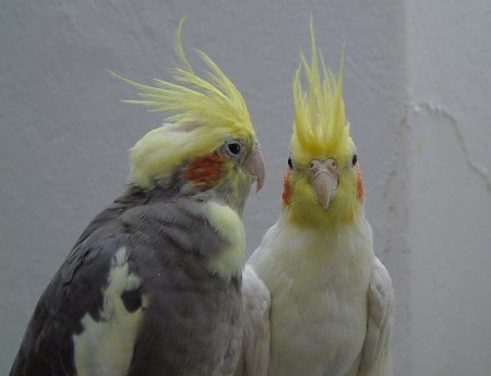 cockatiels - quiet parrot