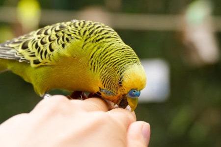 how do you get your budgie to love you