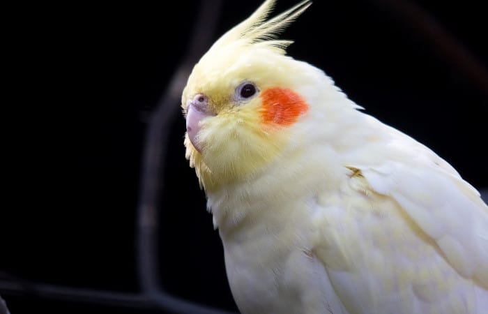 how to train a cockatiel 5 simple steps to start