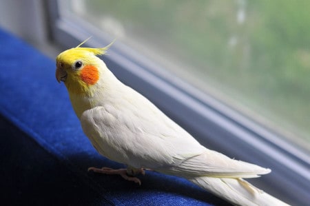how to train a cockatiel to poop in the cage
