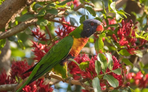 is bee pollen safe for parrots