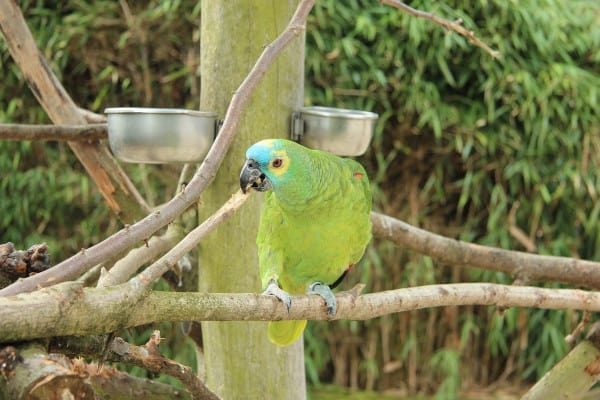 is bok choy safe for parrots