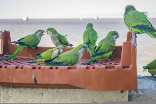 is bread safe for parrots