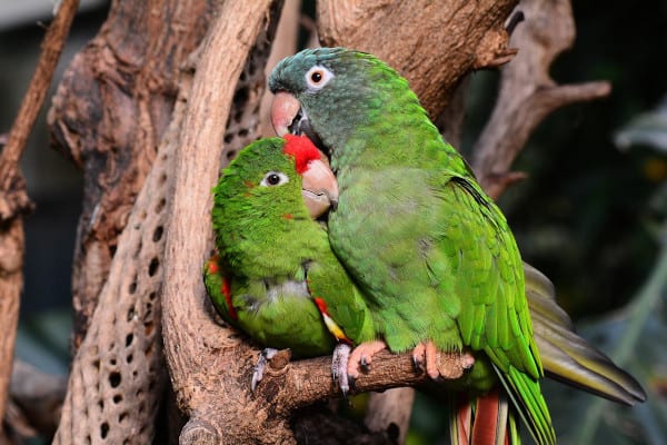 is eggplant safe for parrots