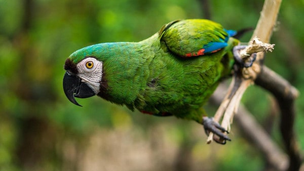 is jackfruit safe for parrots