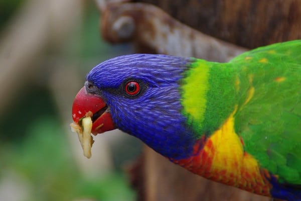 is oregano safe for parrots
