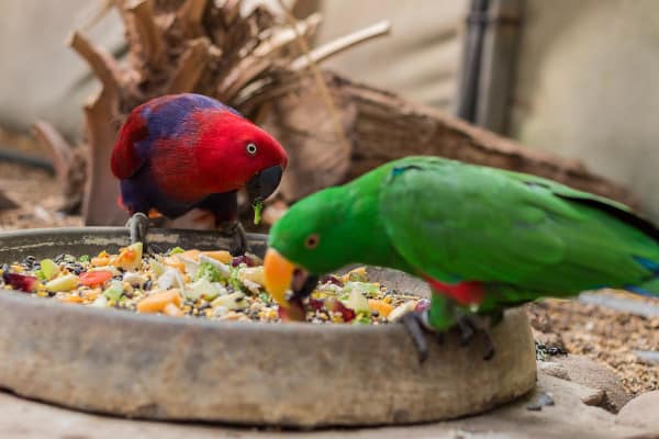 is passion fruit safe for parrots