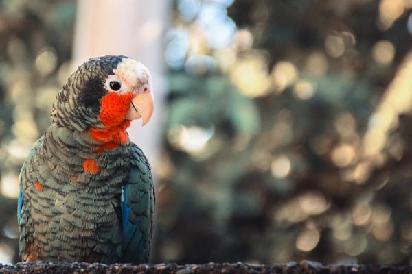 is pomelo safe for parrots