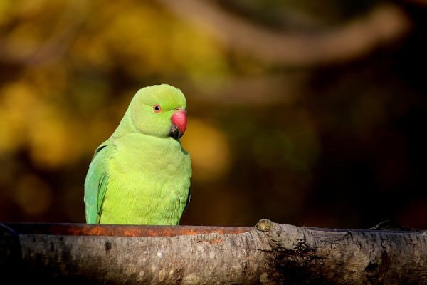is quince safe for parrots